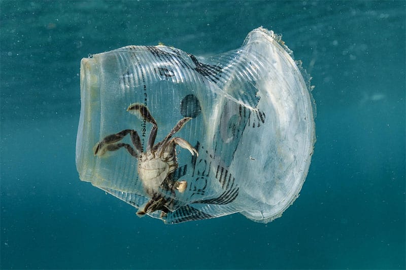 Rác thải nhựa ảnh hưởng nghiêm trọng tới sinh vật biển