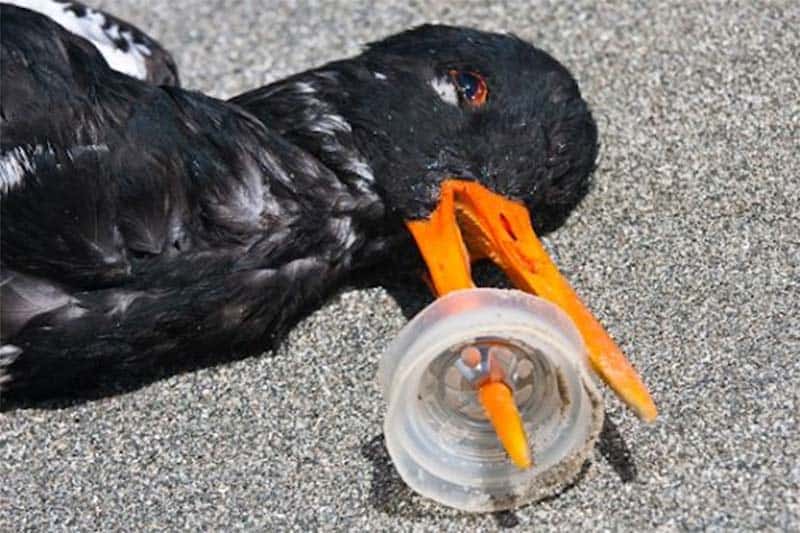 Rác thải nhựa gây ra cái chết cho rất sinh vật biển khi chúng bị mắc kẹt và không thể tìm kiếm được thức ăn. (Nguồn ảnh: biodiversitywarriors)