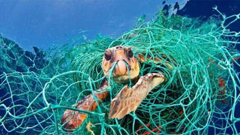 Lưới đánh cá bị bỏ đi đã gây ra cái chết của rất nhiều sinh vật biển. (Nguồn ảnh: Báo lao động)
