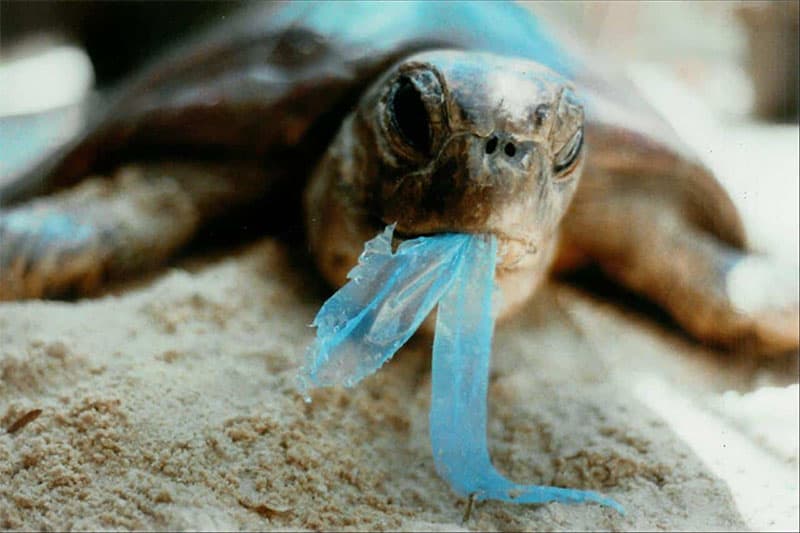 Rùa biển nhận nhầm túi nilon là thức ăn của chúng. (Nguồn ảnh: advertisingvietnam.com)