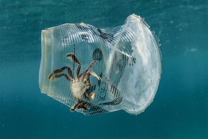 Rác thải nhựa ảnh hưởng nghiêm trọng đến hơn 1,5 triệu sinh vật biển. (Nguồn ảnh: moitruong.com)