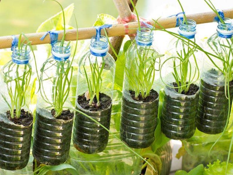 Dùng chai nhựa đã qua sử dụng để trồng cây tại nhà