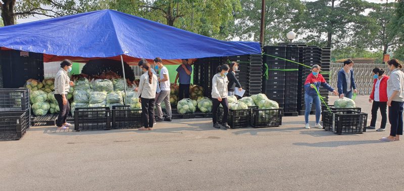Many farm products in Hai Duong are ready to harvest and in need of rescue